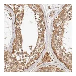 Merck Anti-VEZT antibody produced in rabbit