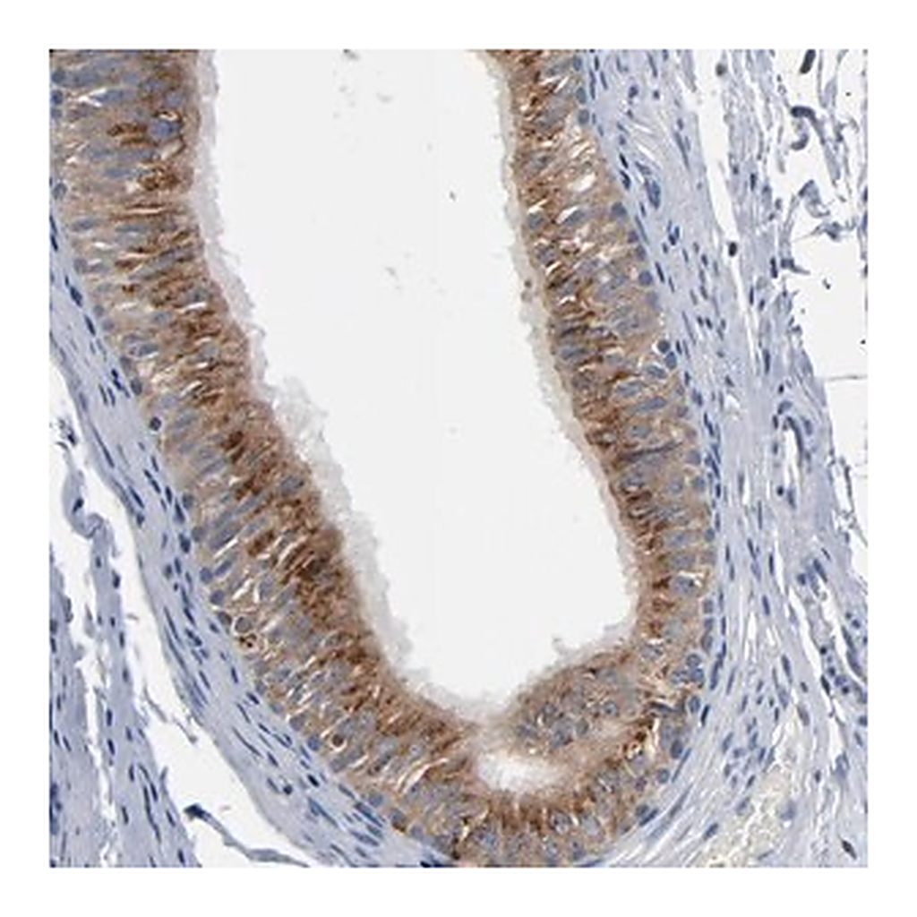 Merck Anti-YIPF6 antibody produced in rabbit