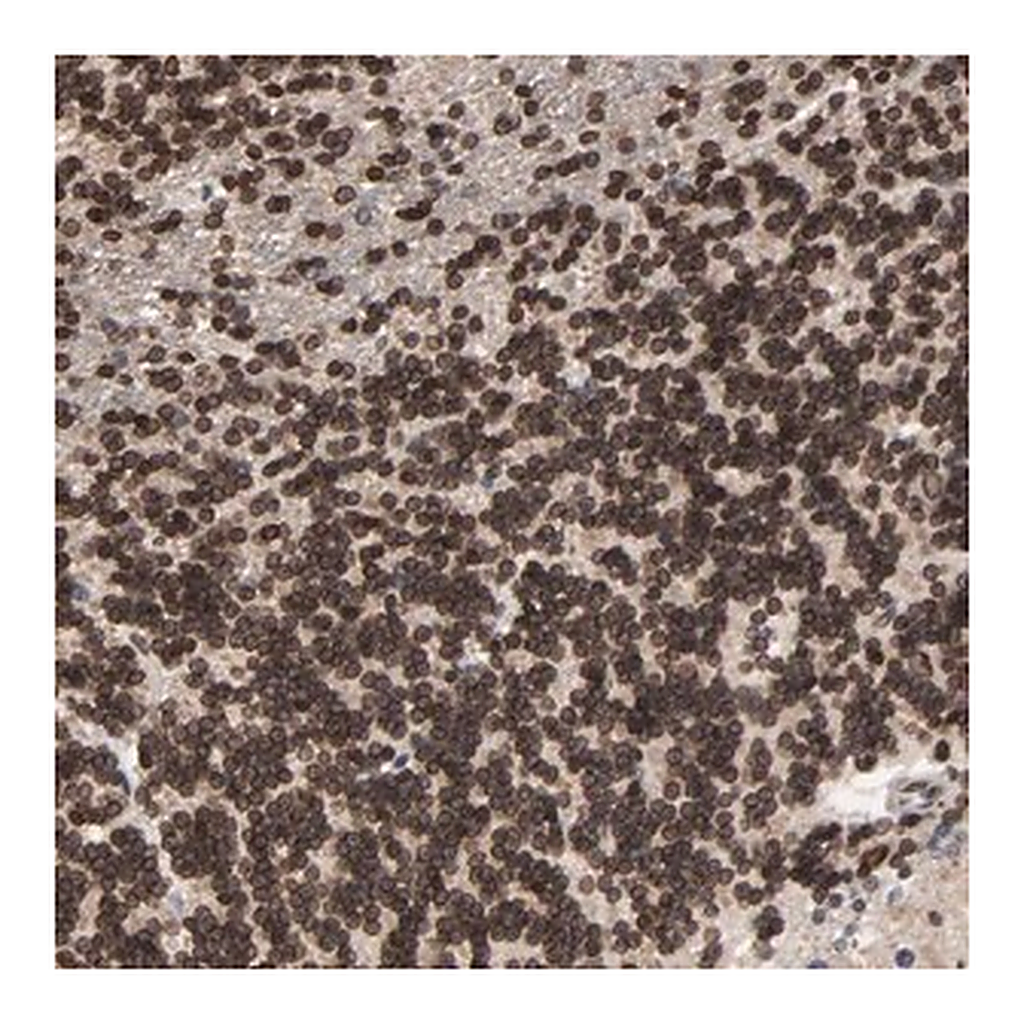 Merck Anti-CCDC175 antibody produced in rabbit