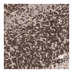 Merck Anti-CCDC175 antibody produced in rabbit