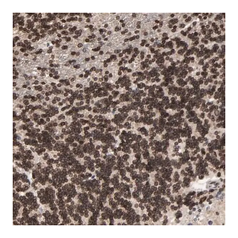 Merck Anti-CCDC175 antibody produced in rabbit