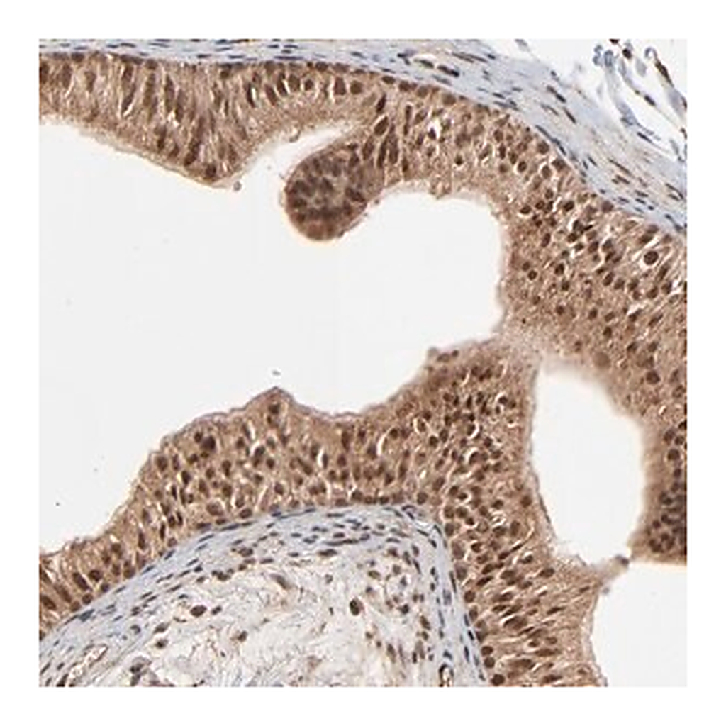 Merck Anti-FAM227A antibody produced in rabbit