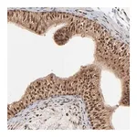 Merck Anti-FAM227A antibody produced in rabbit
