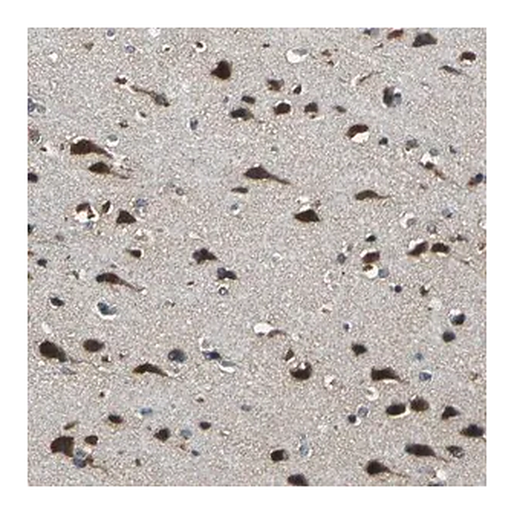 Merck Anti-NSD3 antibody produced in rabbit
