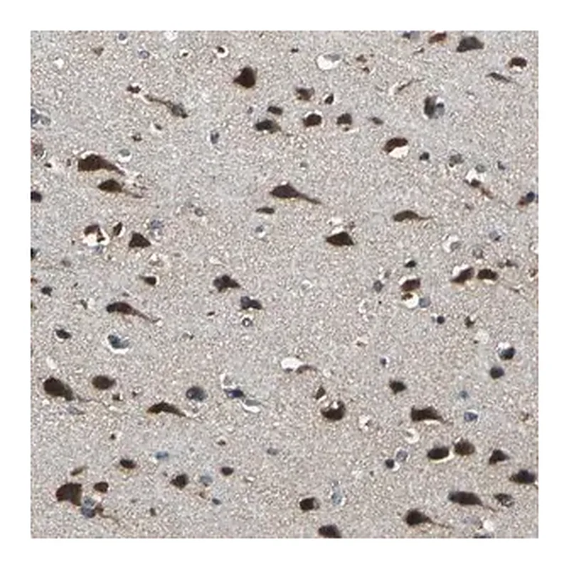 Merck Anti-NSD3 antibody produced in rabbit