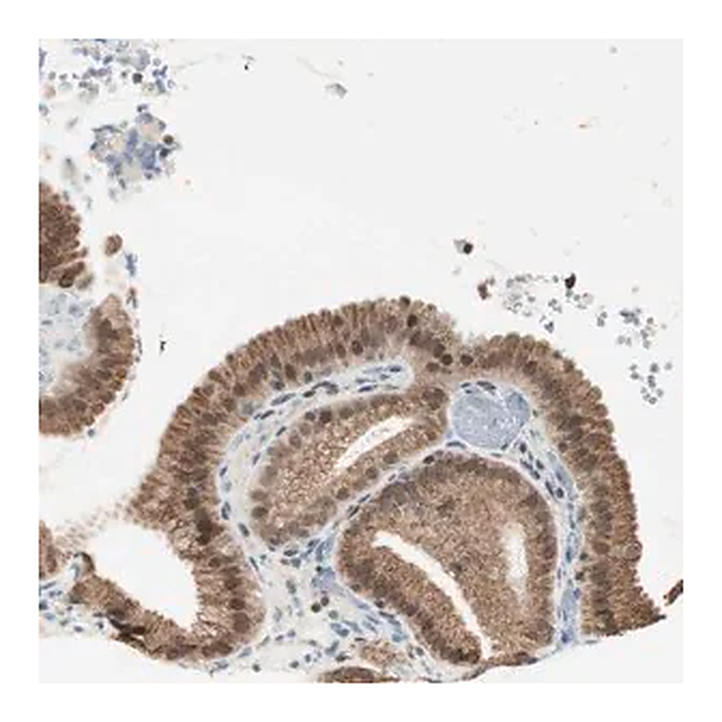 Merck Anti-ZBTB17 antibody produced in rabbit