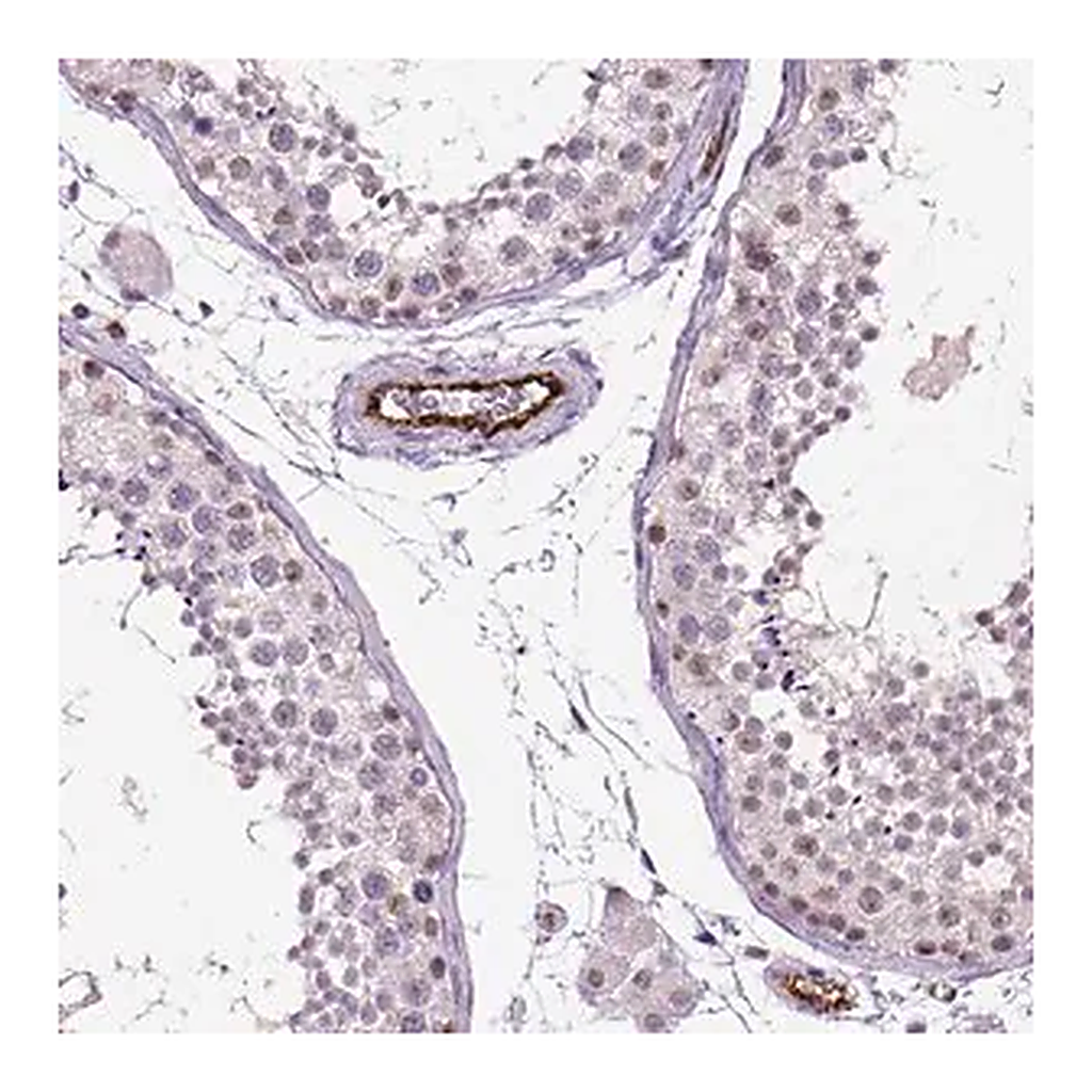 Merck Anti-VWF antibody produced in rabbit