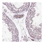 Merck Anti-VWF antibody produced in rabbit
