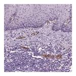 Merck Anti-VWF antibody produced in rabbit
