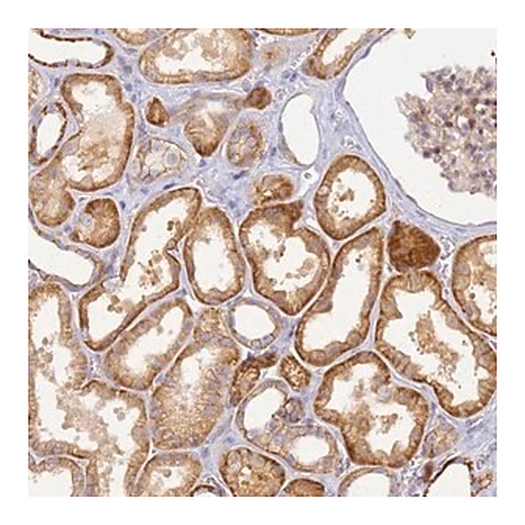 Merck Anti-YY1AP1 antibody produced in rabbit
