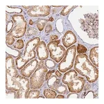 Merck Anti-YY1AP1 antibody produced in rabbit