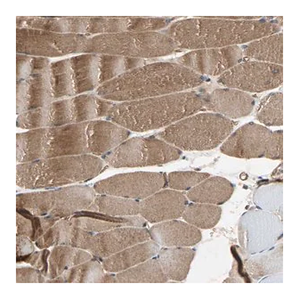 Merck Anti-XYLT1 antibody produced in rabbit