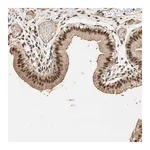 Merck Anti-ZBTB33 antibody produced in rabbit