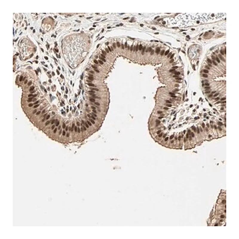 Merck Anti-ZBTB33 antibody produced in rabbit