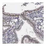 Merck Anti-ZBTB33 antibody produced in rabbit