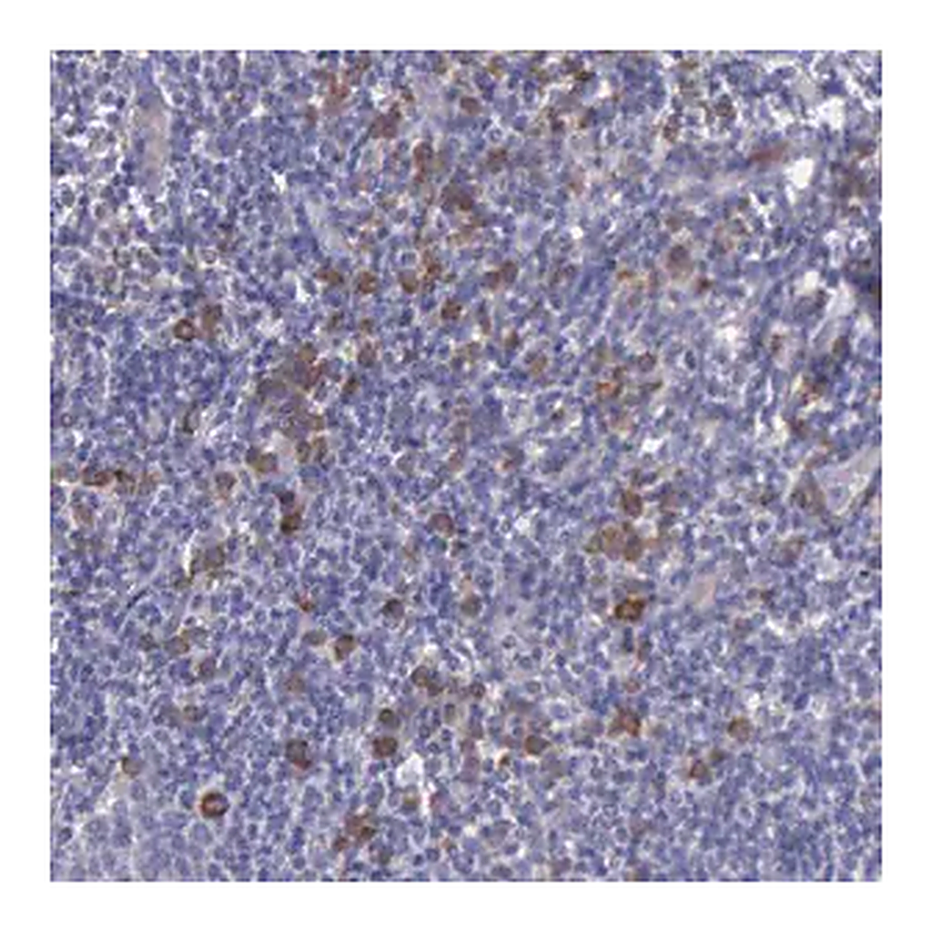 Merck Anti-ZC3H12B antibody produced in rabbit
