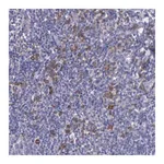 Merck Anti-ZC3H12B antibody produced in rabbit