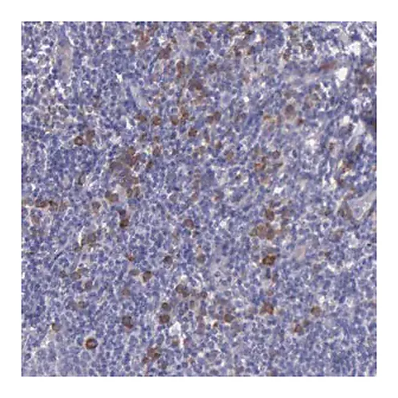 Merck Anti-ZC3H12B antibody produced in rabbit