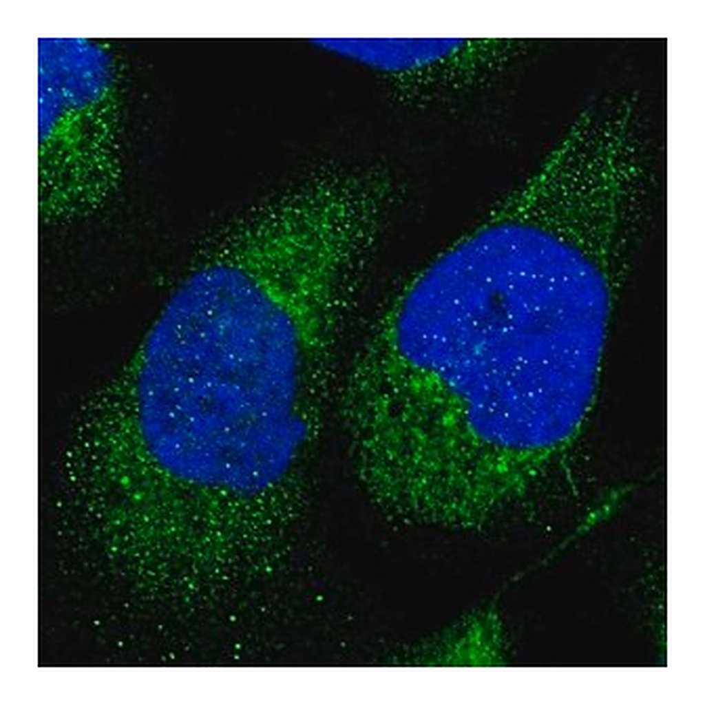 Merck Anti-HEYL antibody produced in rabbit