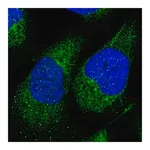 Merck Anti-HEYL antibody produced in rabbit