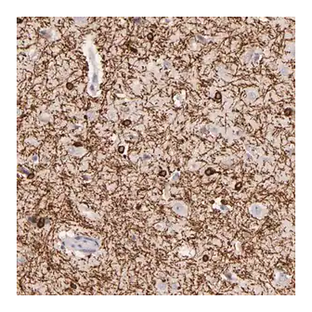 Merck Anti-ZC3H7B antibody produced in rabbit