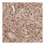Merck Anti-ZC3H7B antibody produced in rabbit