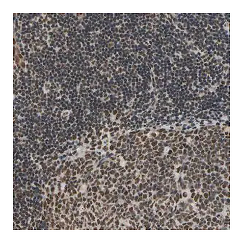 Merck Anti-HNRNPK antibody produced in rabbit
