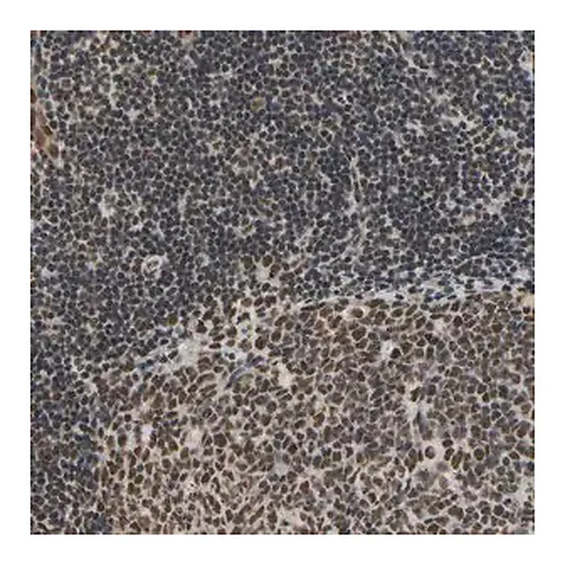 Merck Anti-HNRNPK antibody produced in rabbit