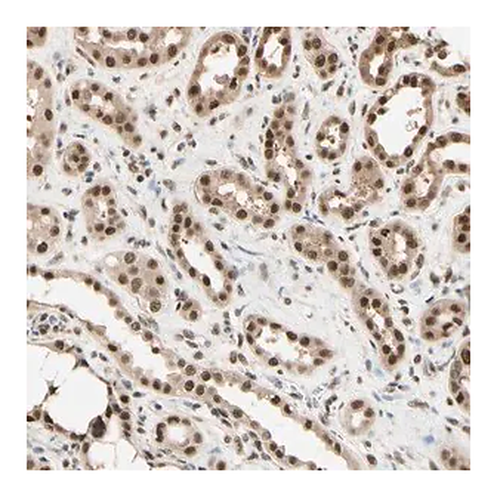 Merck Anti-HSF1 antibody produced in rabbit