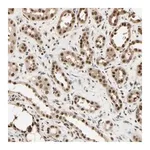 Merck Anti-HSF1 antibody produced in rabbit
