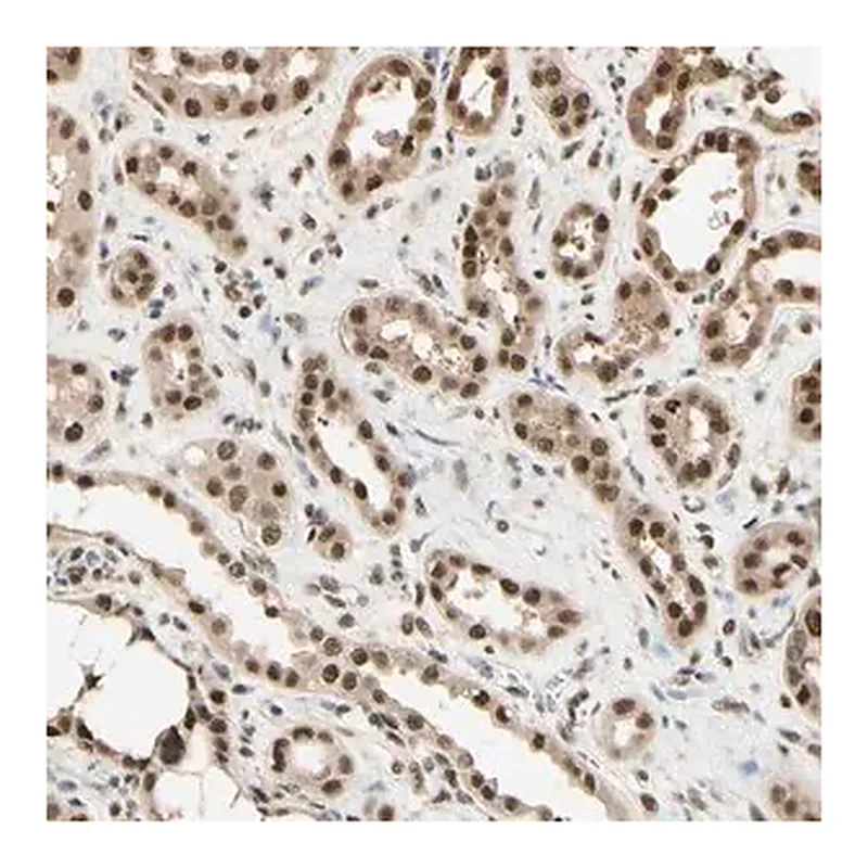 Merck Anti-HSF1 antibody produced in rabbit