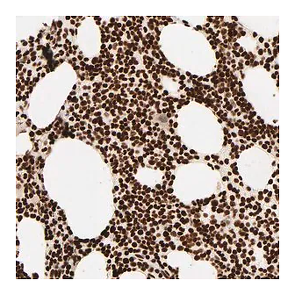 Merck Anti-HMGB2 antibody produced in rabbit