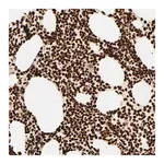 Merck Anti-HMGB2 antibody produced in rabbit