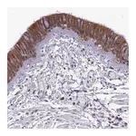 Merck Anti-IGBP1 antibody produced in rabbit