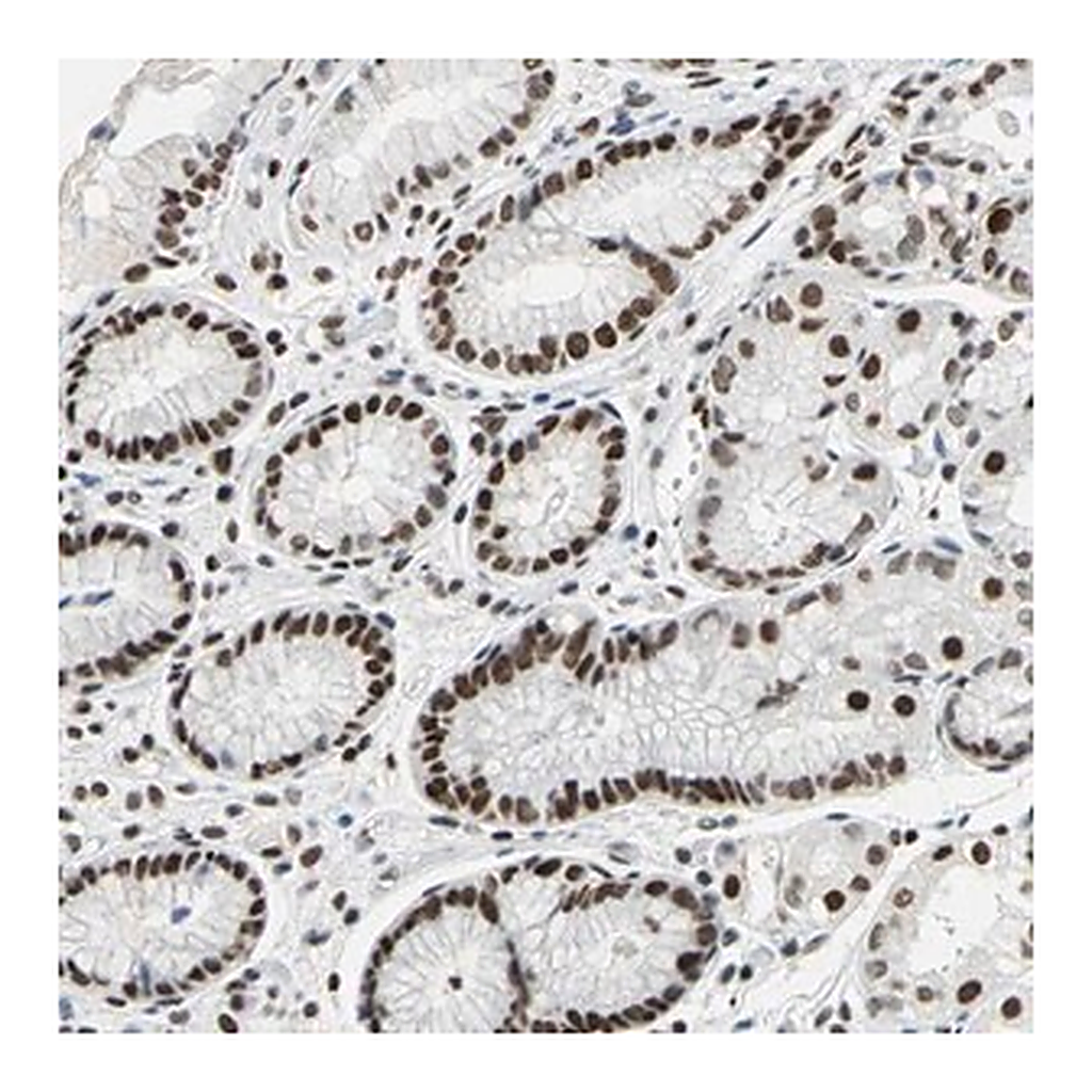 Merck ANTI-HNRNPD antibody produced in rabbit
