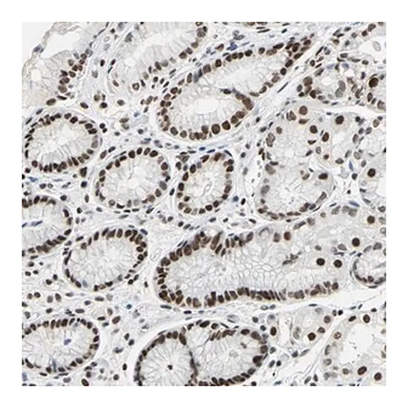 Merck ANTI-HNRNPD antibody produced in rabbit