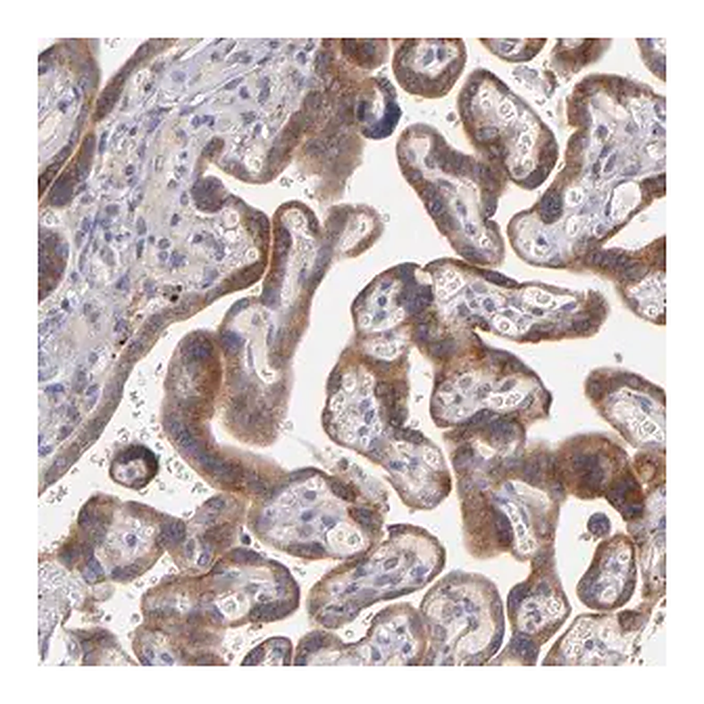 Merck Anti-IFIH1 antibody produced in rabbit