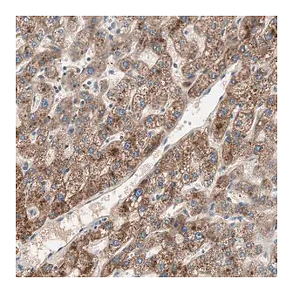 Merck Anti-HPN antibody produced in rabbit