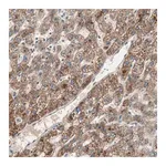 Merck Anti-HPN antibody produced in rabbit