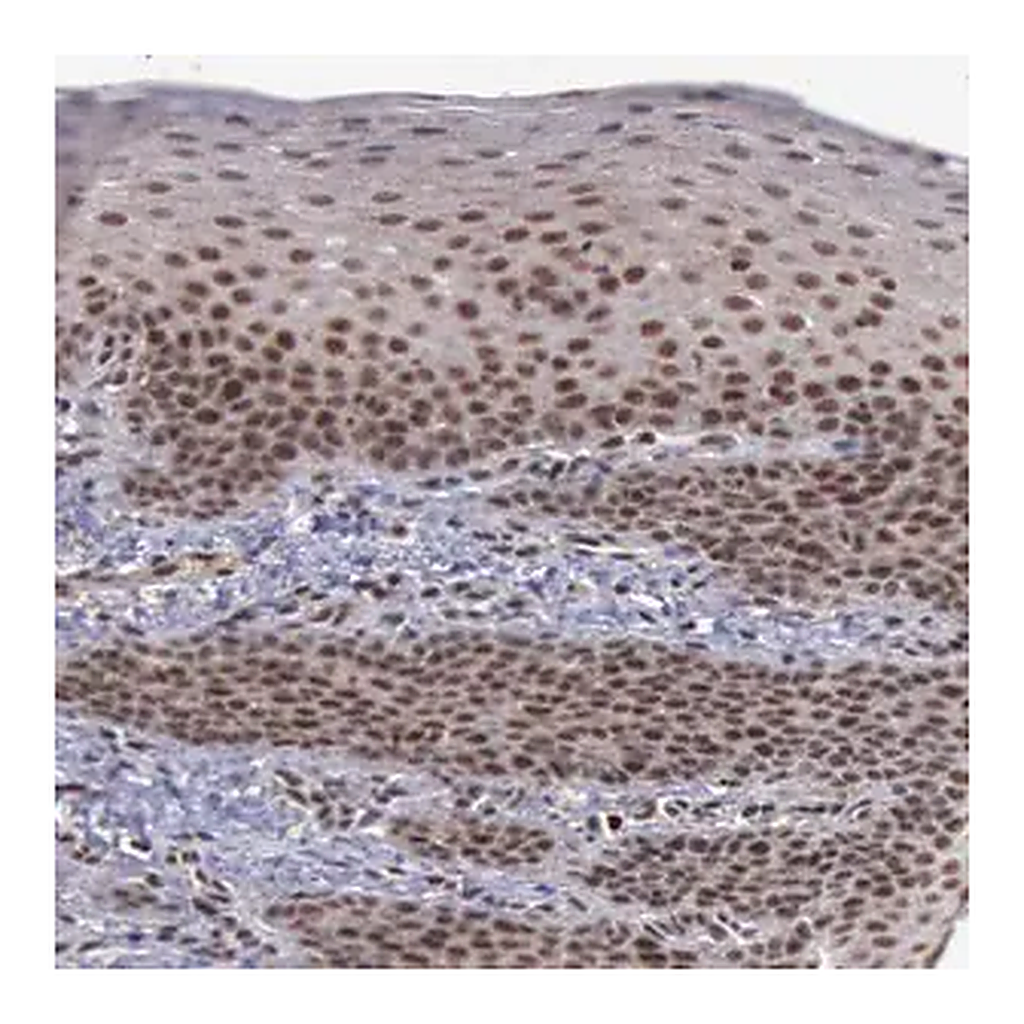 Merck Anti-TRMT2A antibody produced in rabbit