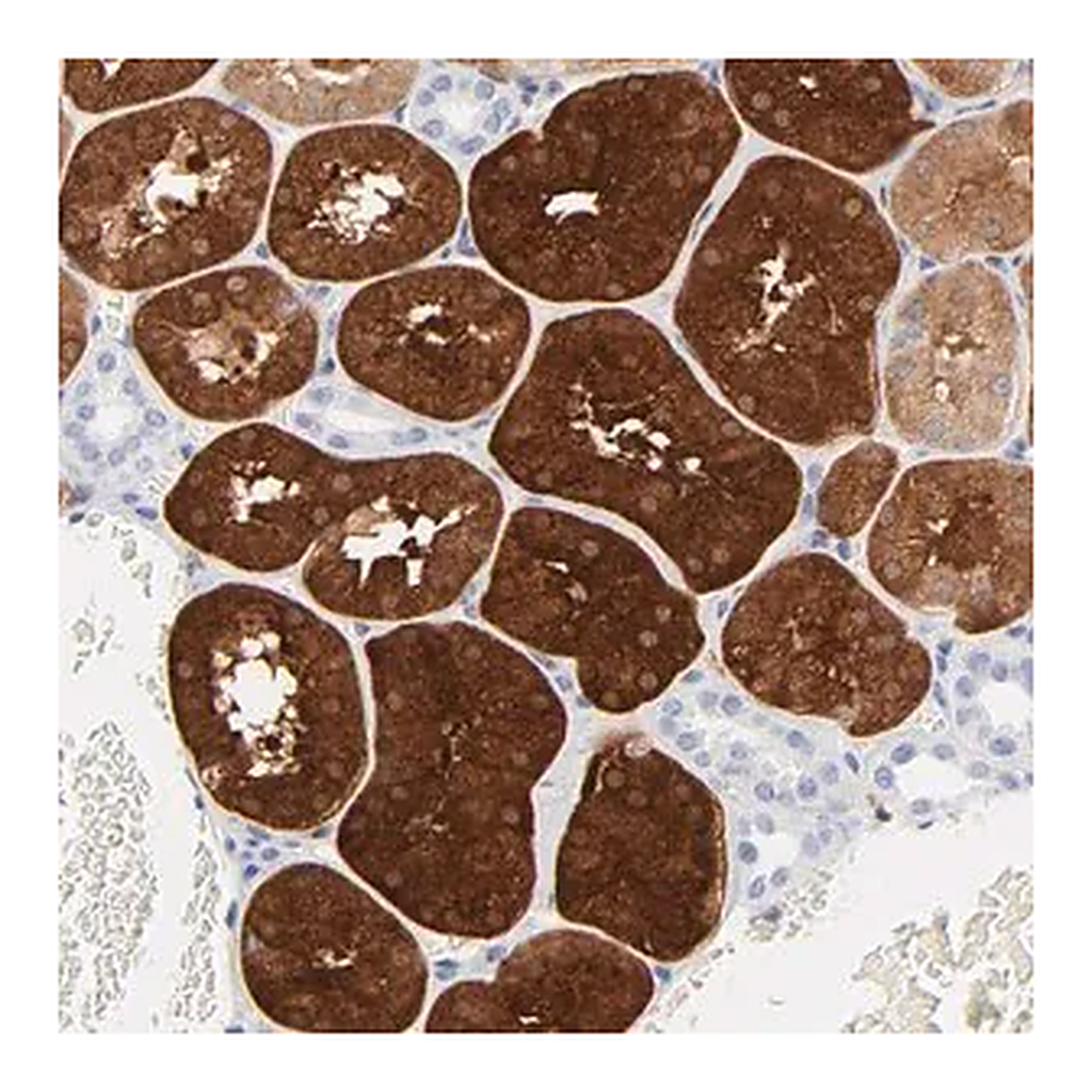 Merck Anti-IFIT2 antibody produced in rabbit
