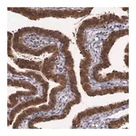 Merck Anti-IGBP1 antibody produced in rabbit