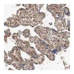Merck Anti-IL1RL1 antibody produced in rabbit