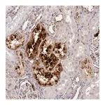 Merck Anti-IGFBP7 antibody produced in rabbit