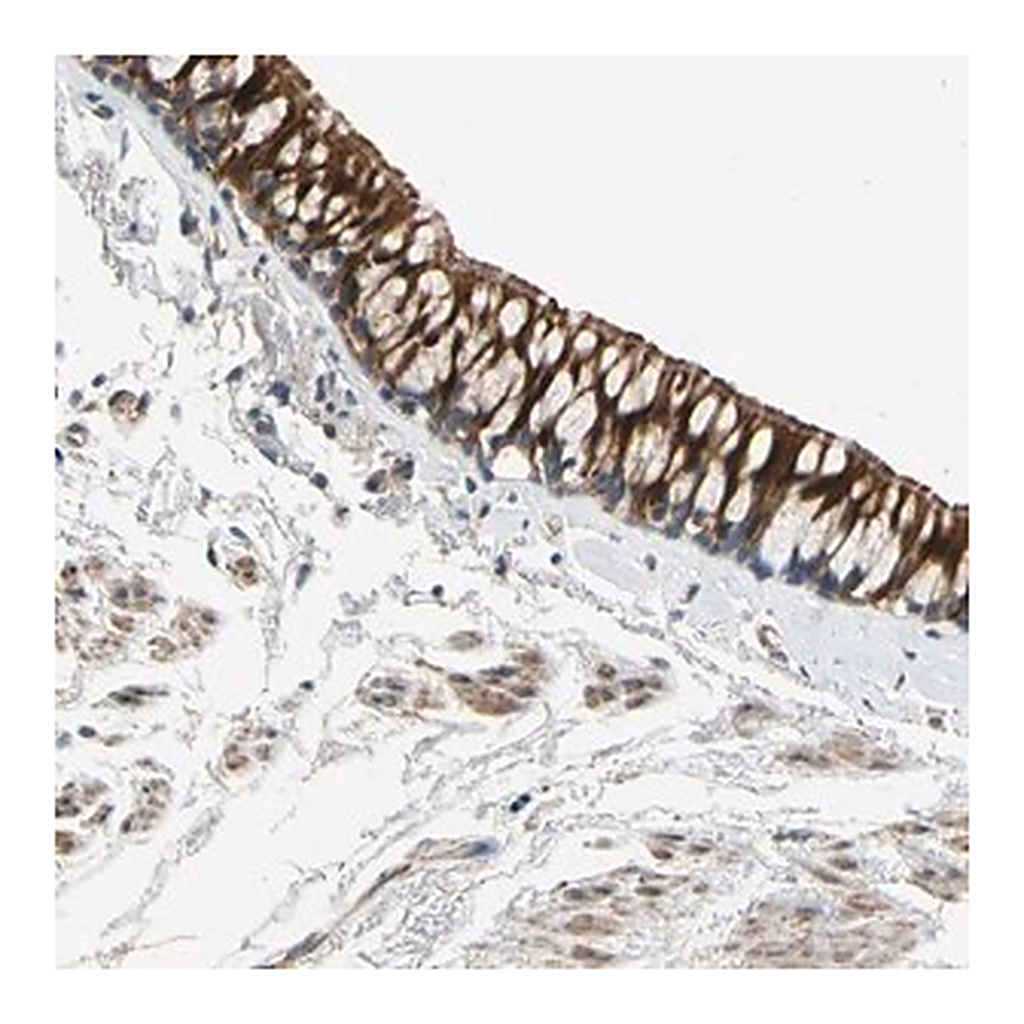 Merck Anti-FAM189B antibody produced in rabbit