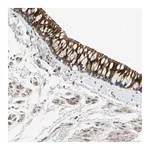Merck Anti-FAM189B antibody produced in rabbit