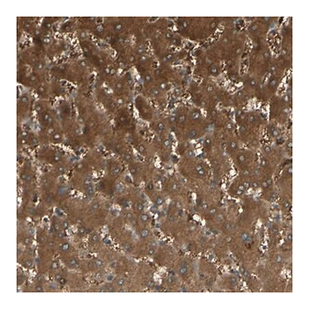 Merck Anti-C1orf159 antibody produced in rabbit