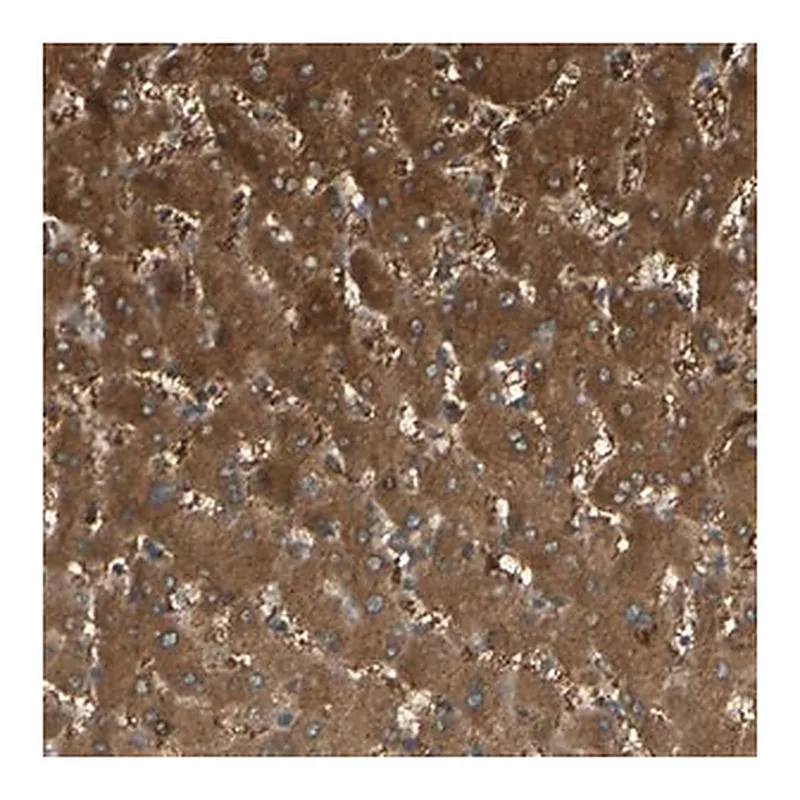 Merck Anti-C1orf159 antibody produced in rabbit