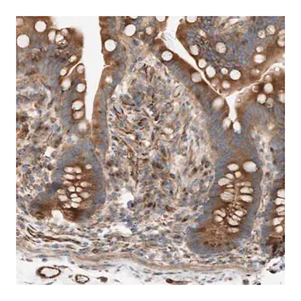 Merck Anti-C1orf43 antibody produced in rabbit
