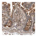 Merck Anti-C1orf43 antibody produced in rabbit